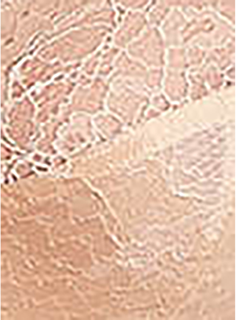 Panache: Clara Brief Chai