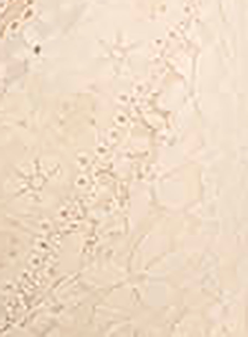 Wacoal: Halo Lace Soft Cup Bra Nude