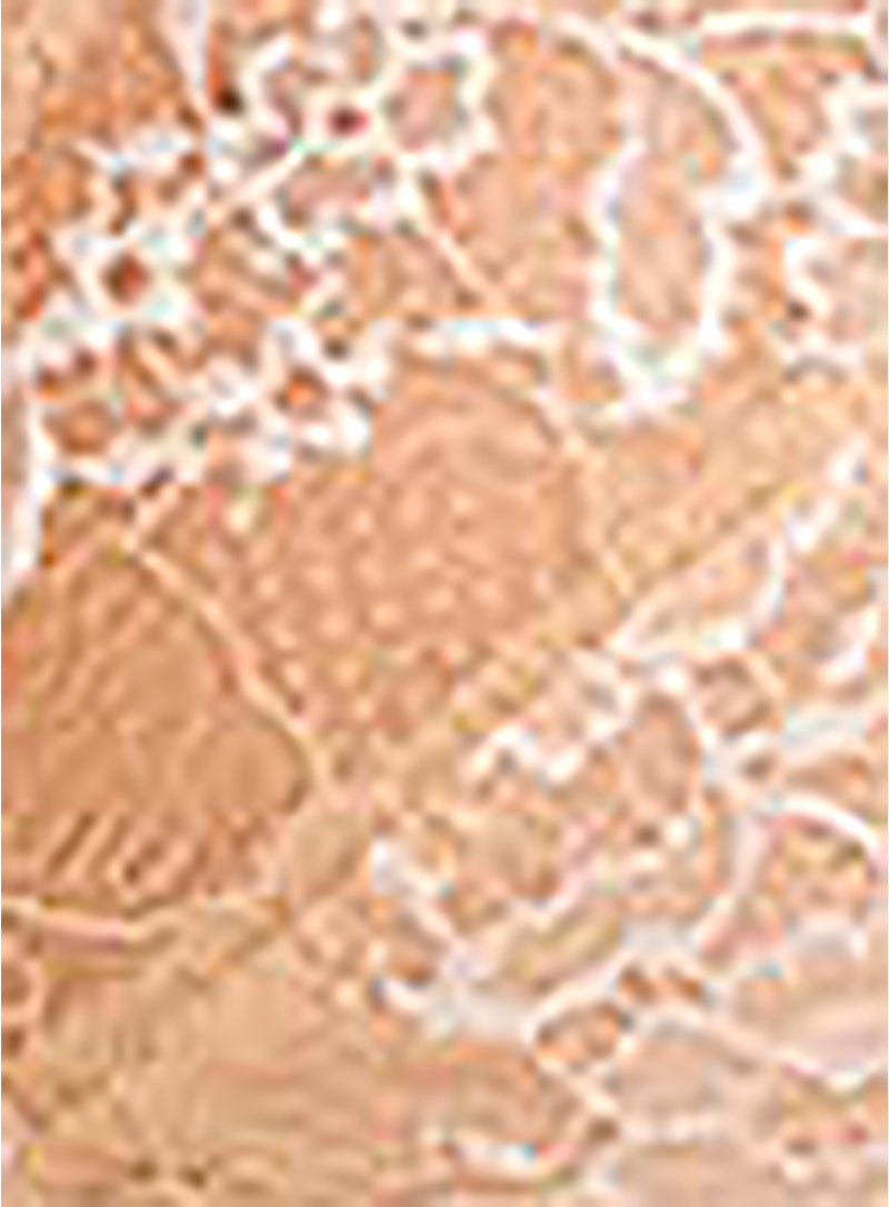 Wacoal: Lace Perfection Underwired Plunge Bra Cafe Creme