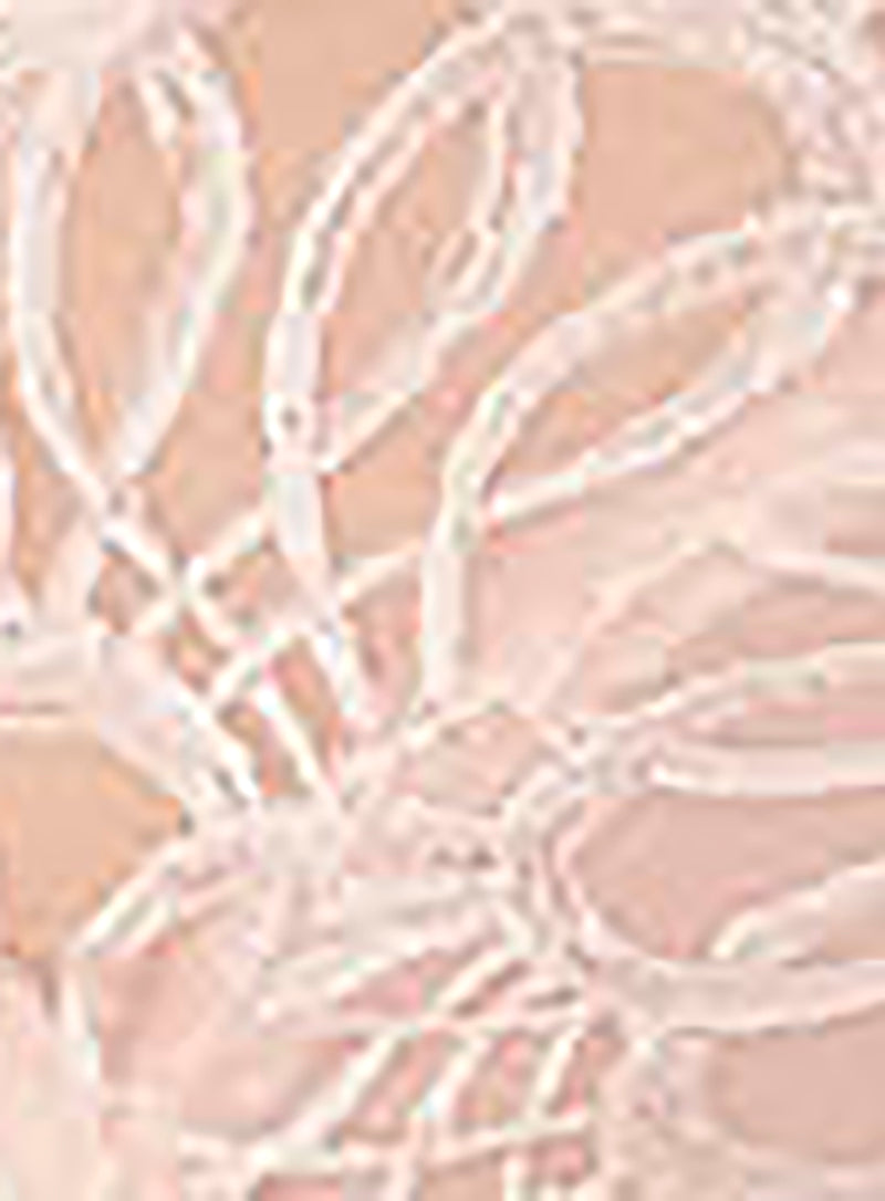 Wacoal: Reflexion Tanga Brief Tea Rose